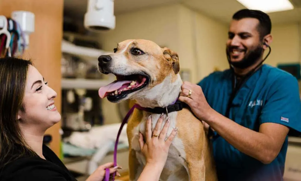 Pet wellness checkup at a veterinary clinic in San Jose