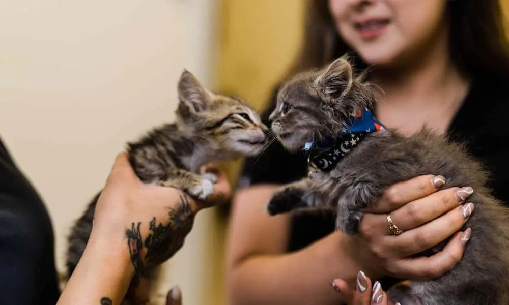 Kittens at a wellness appointment in Willow Glen Pet Hospital San Jose