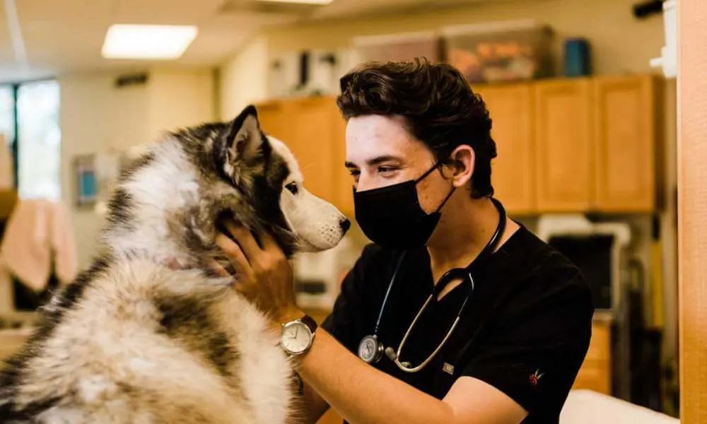 Veterinarian with Husky at pet hospital in San Jose