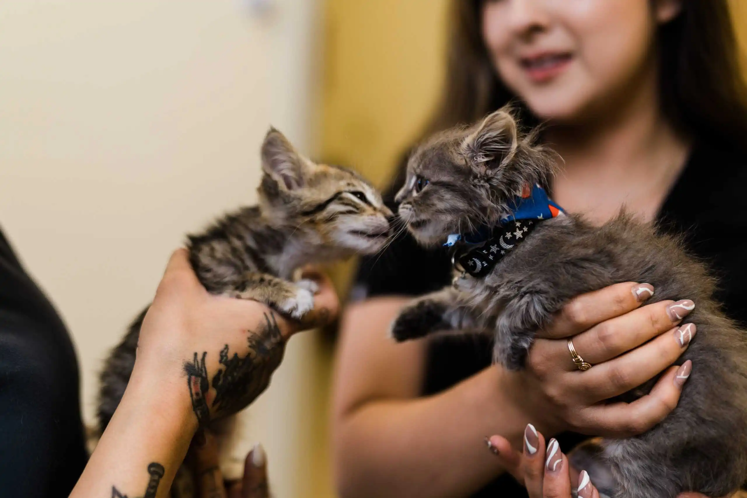 Veterinary support team at Willow Glen Pet Hospital