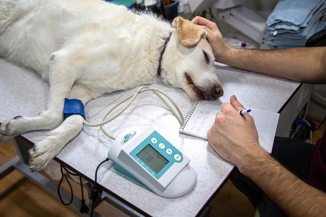 A sedated white dog being monitored by a veterinarian on a surgery table with a vitals monitor, illustrating the process of preparing a pet for surgery.