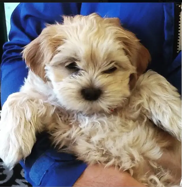 Professional pet care services at Willow Glen Pet Hospital in San Jose, CA