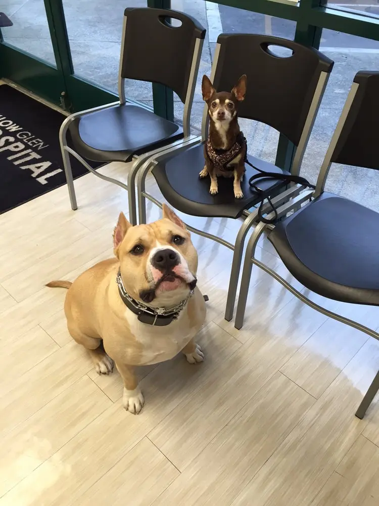 Experienced veterinarian providing comprehensive pet care at Willow Glen Pet Hospital in San Jose, CA